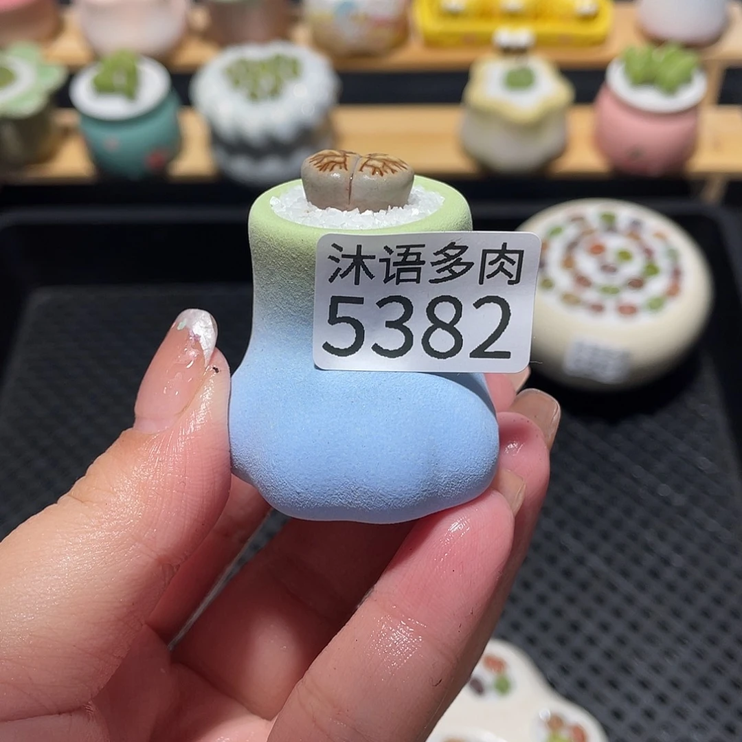 呢***呢带盆土植物 一物一拍