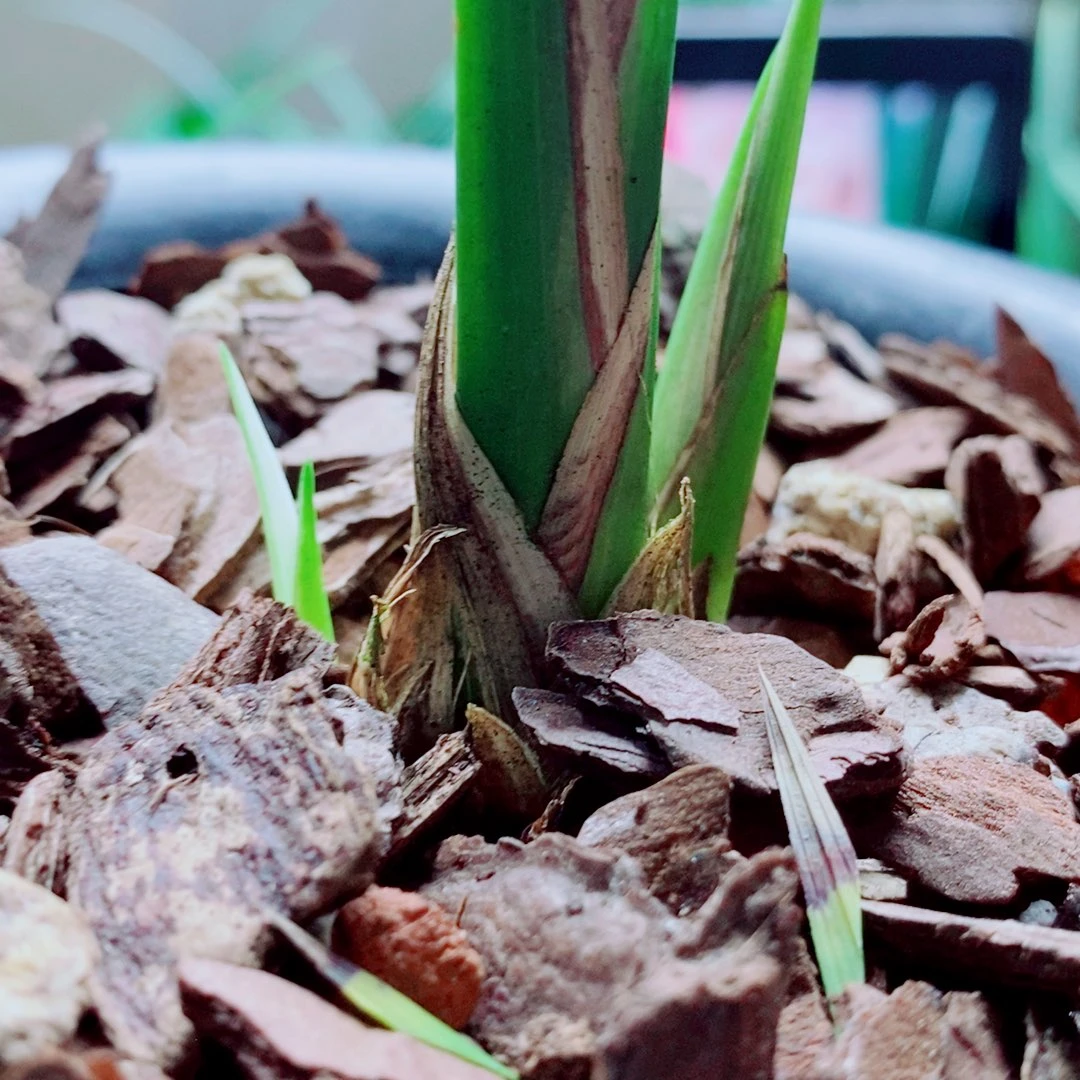当前无花栽培后可以开花