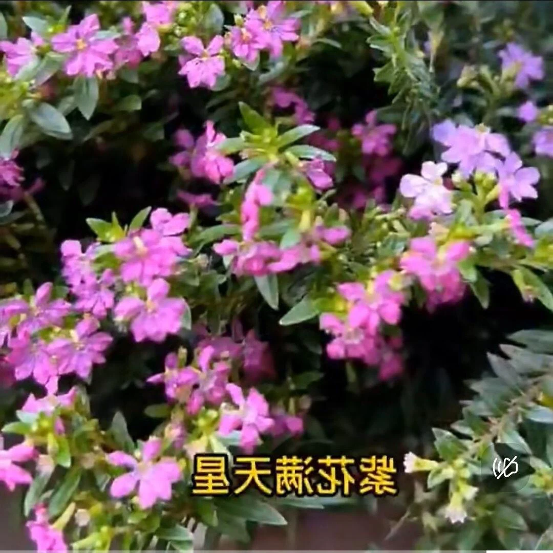 实拍满天星盆栽花苞四季开花不断好养客厅阳台植物室内花卉绿植