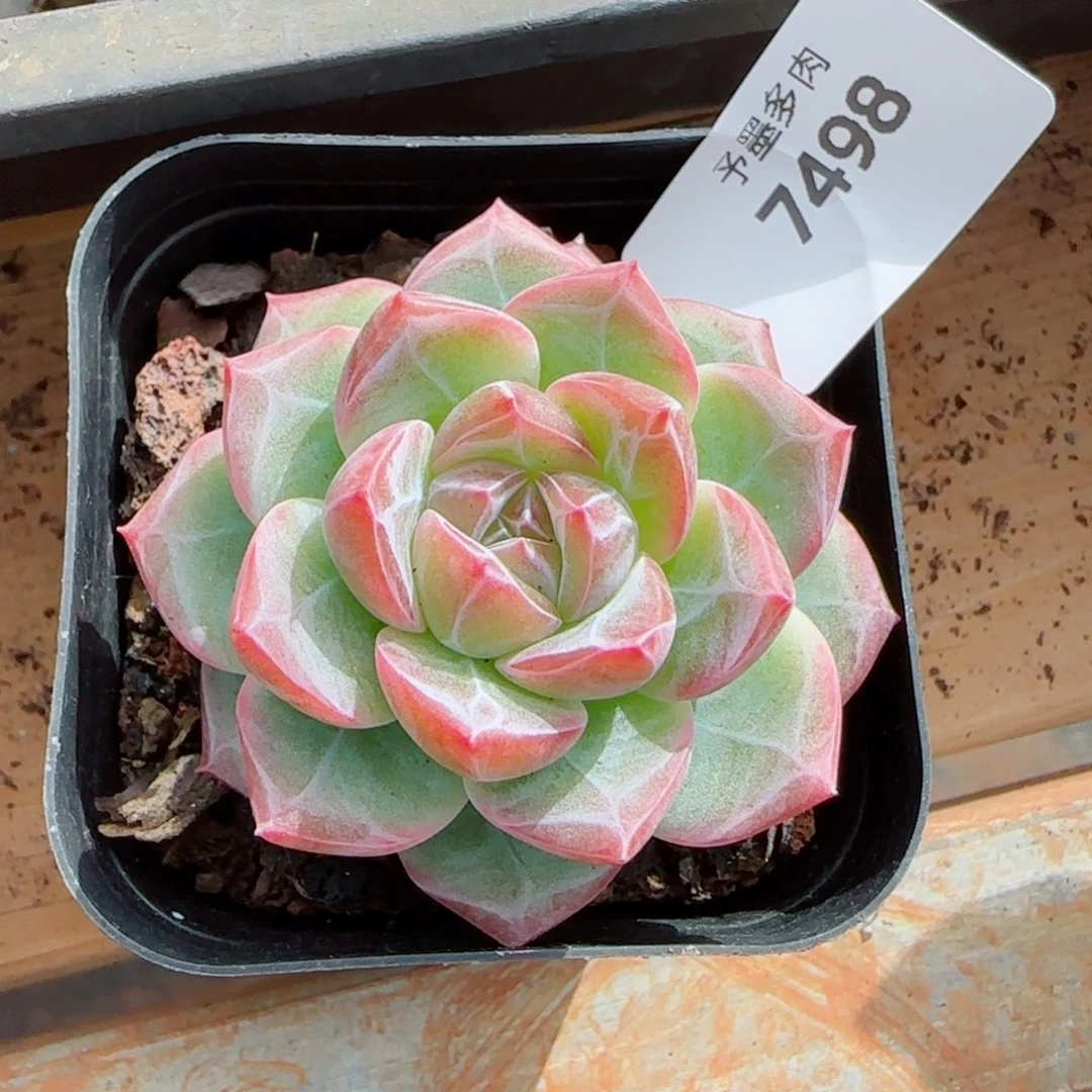 红草莓，7498多肉植物