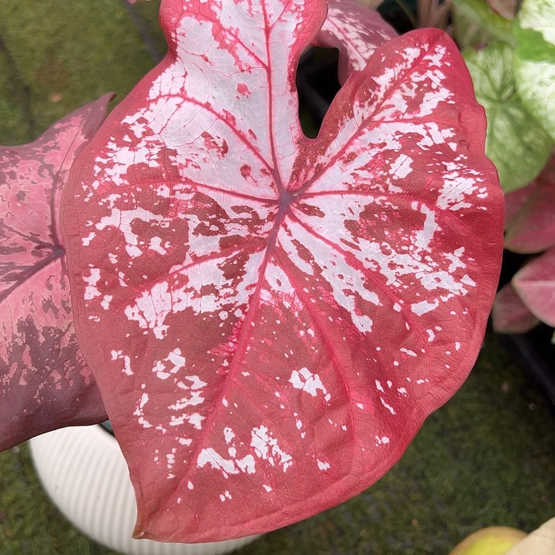 无花朵冰沙泰彩31