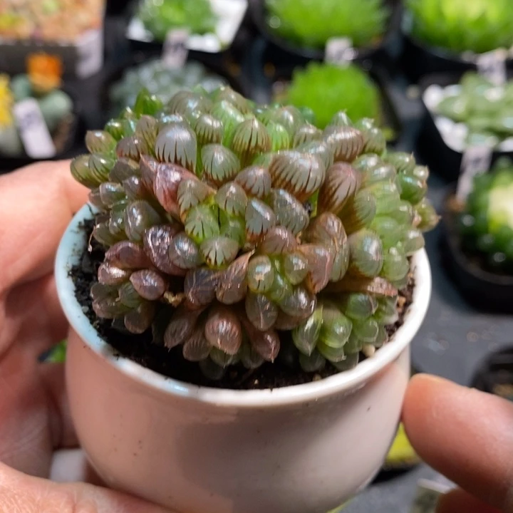 出彩玉露群一物一拍