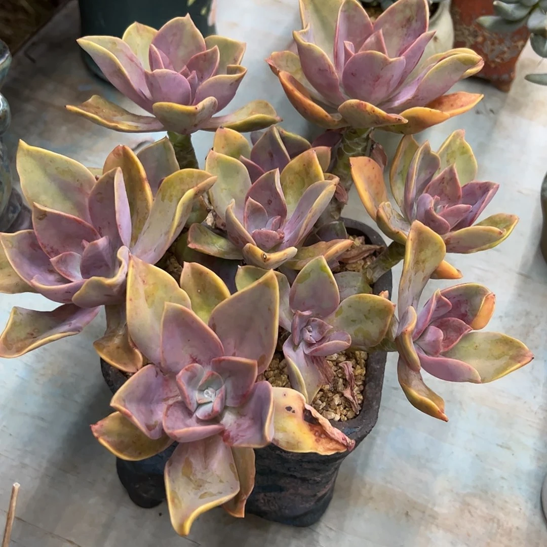 太妃糖28 零零多肉植物