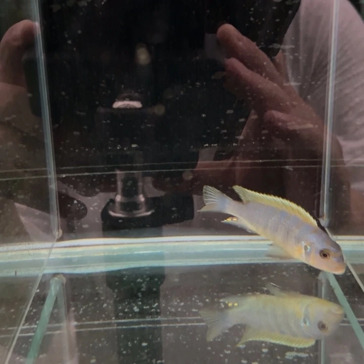 海水1217伊孔贝费恩。