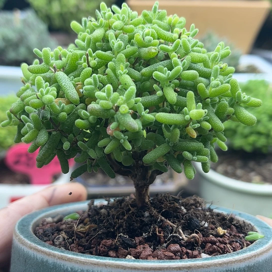 41金桔带盆优选枝干