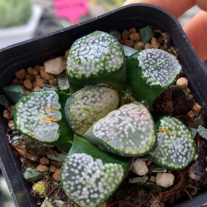 点点寿带盆土发货