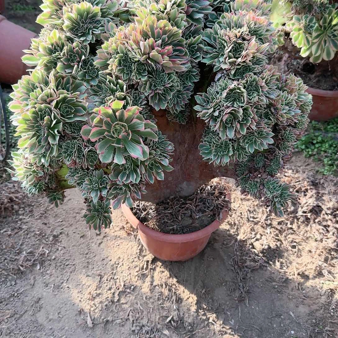 博***客缀话脱土发货缀话