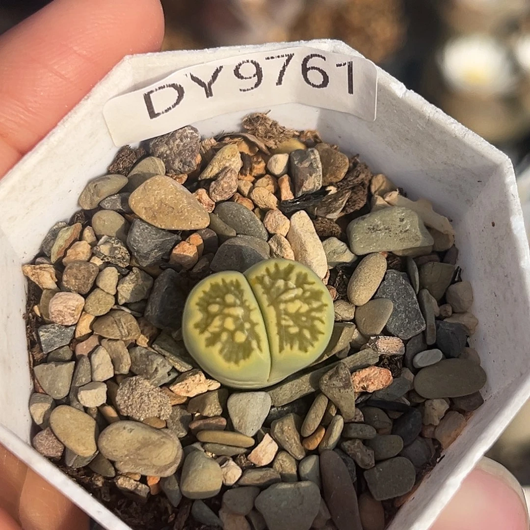 一物一拍绿菊9761