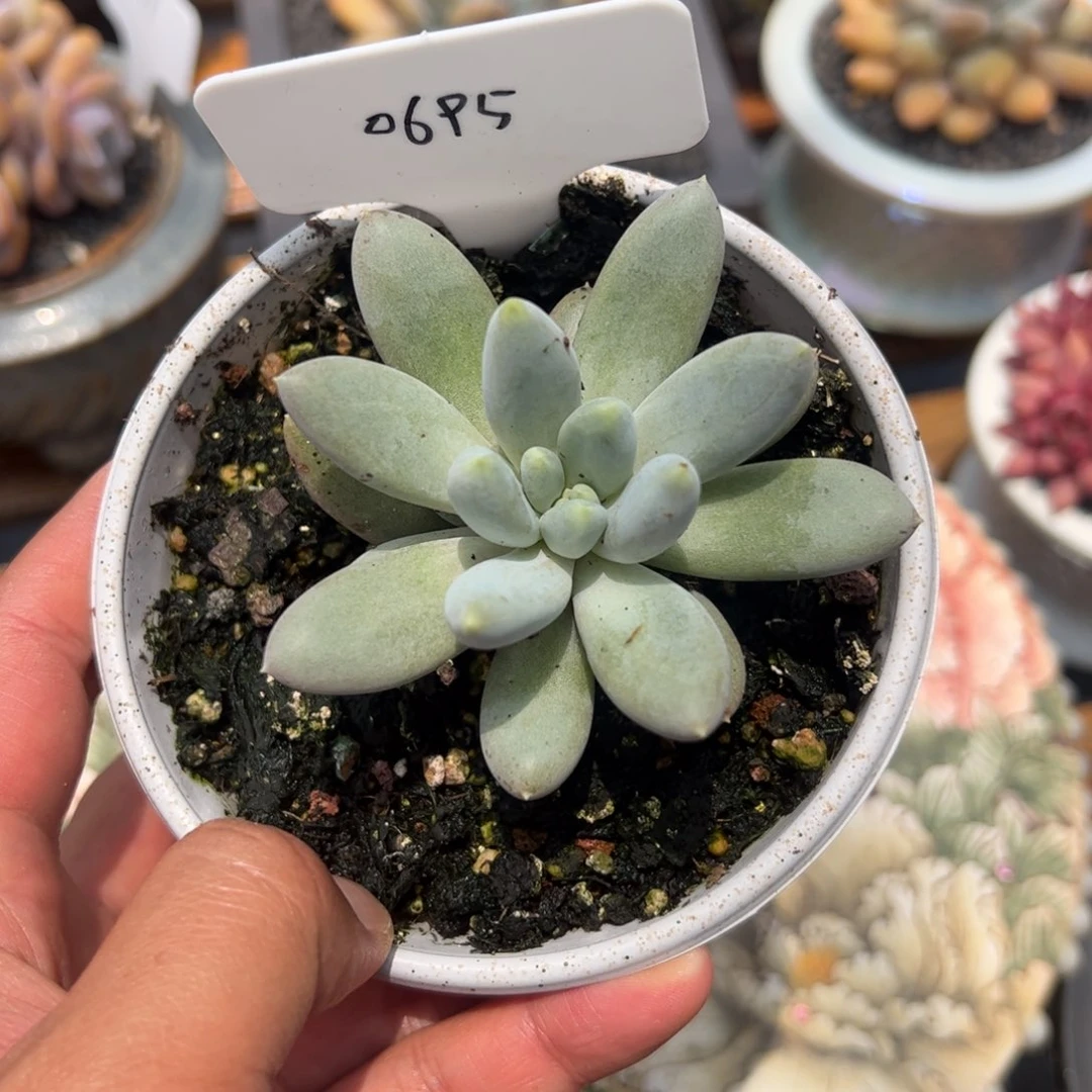 哥特满68包邮0695