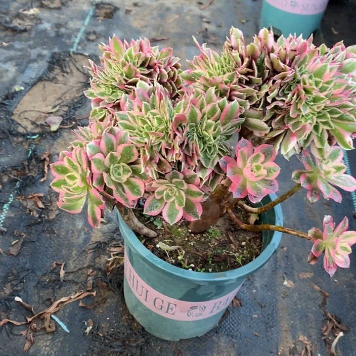 女巫缀29多肉植物法师法师