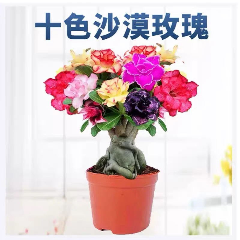 【当年开花】一颗多色重瓣大花沙漠玫瑰浓香型四季开花