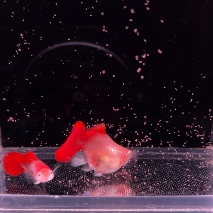 孔雀鱼黄暴球种鱼1对