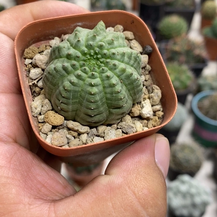 龟甲布纹球特价福利