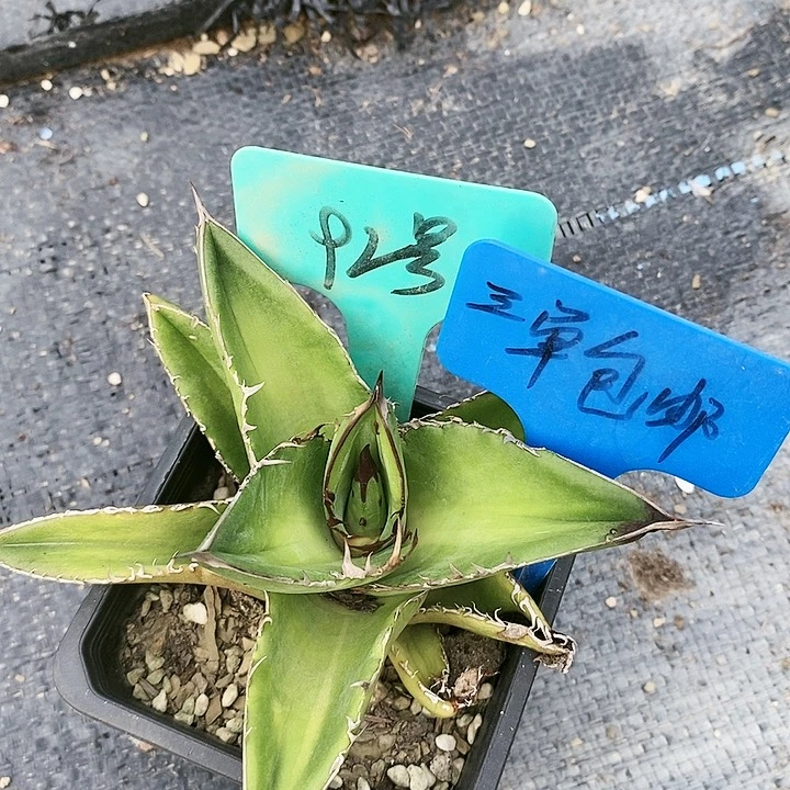 【闪购商品】无花朵龙舌兰狮尾