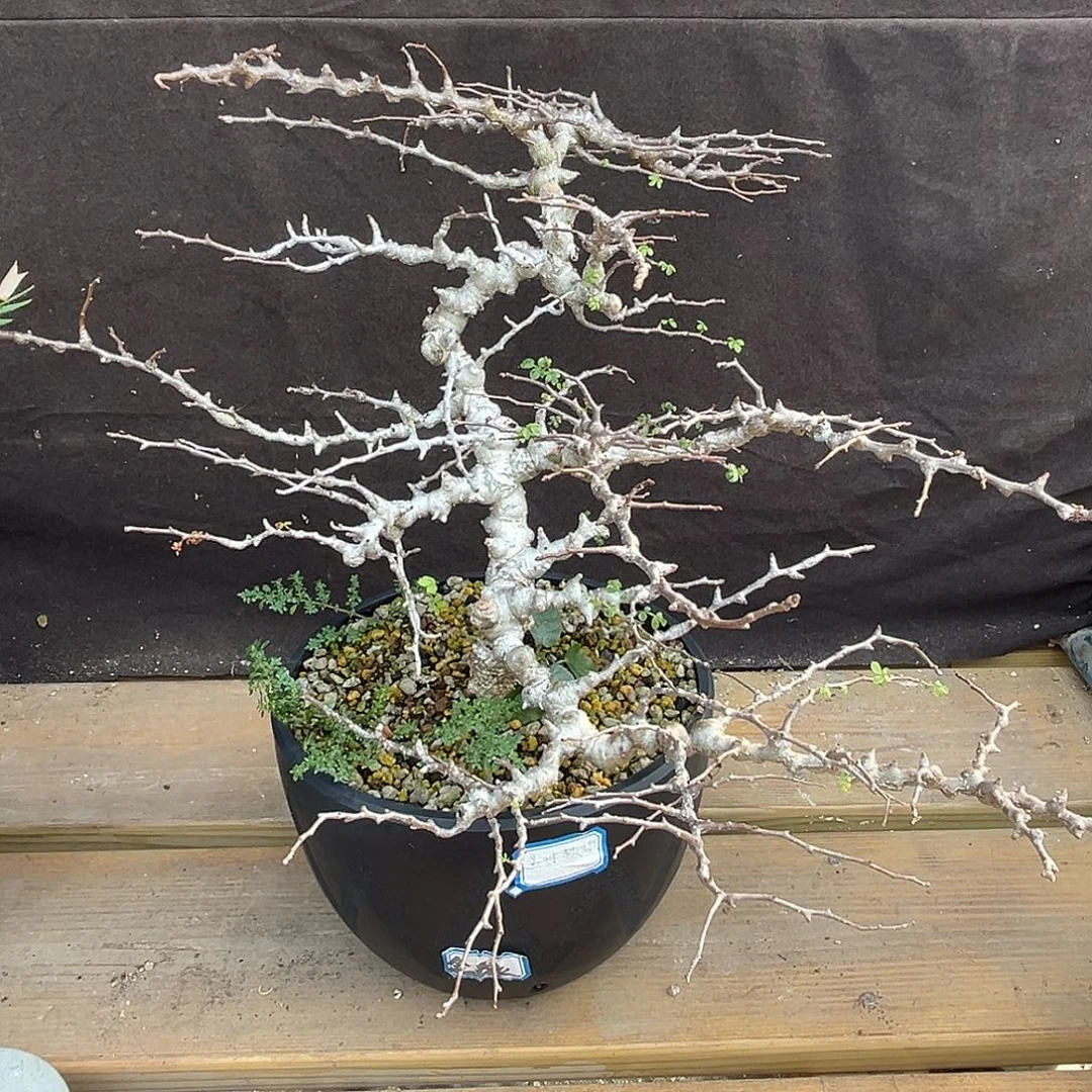 汤圆植物念珠橄榄