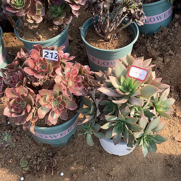 法师2个212号4号，，