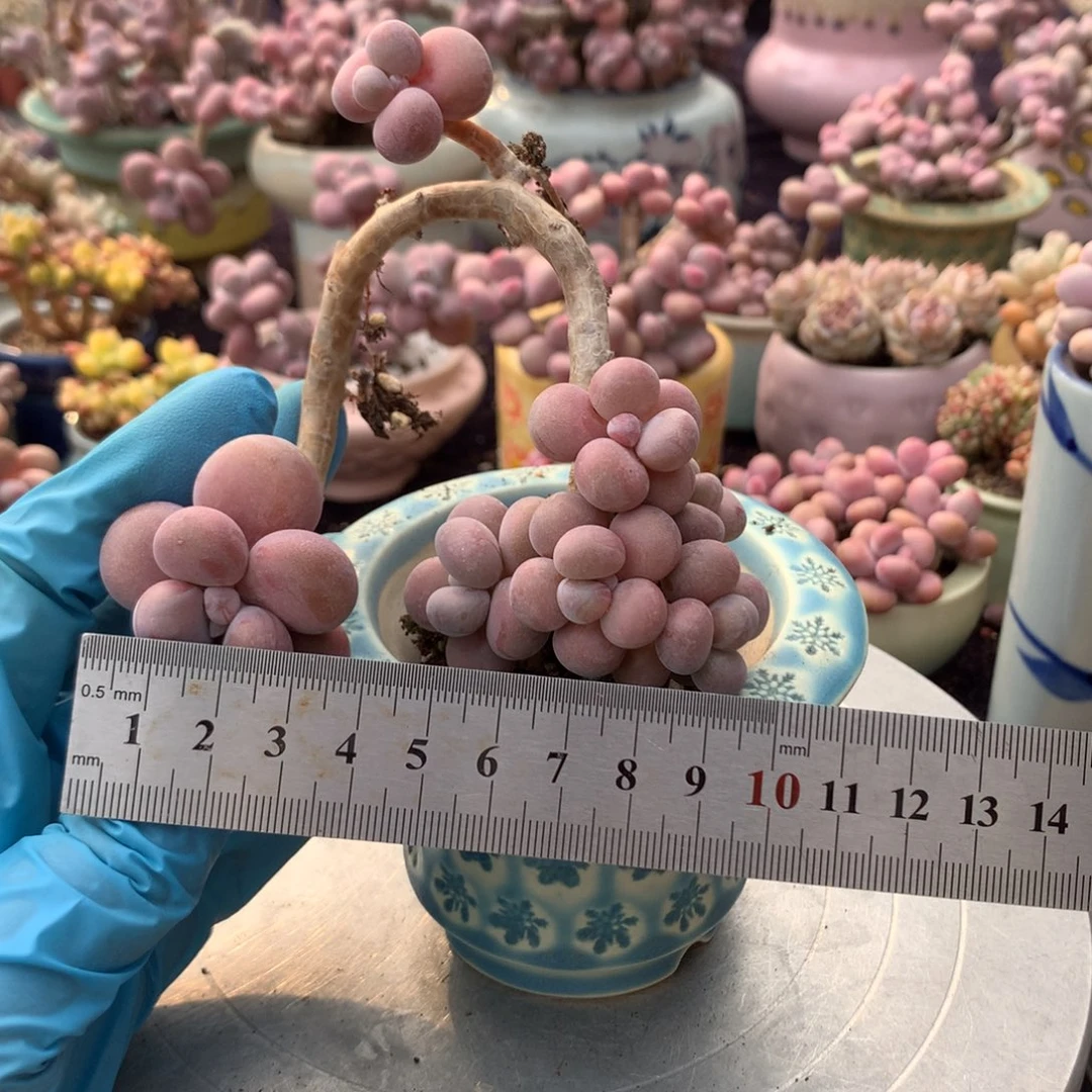 1****15号不带盆偏远的不包邮的