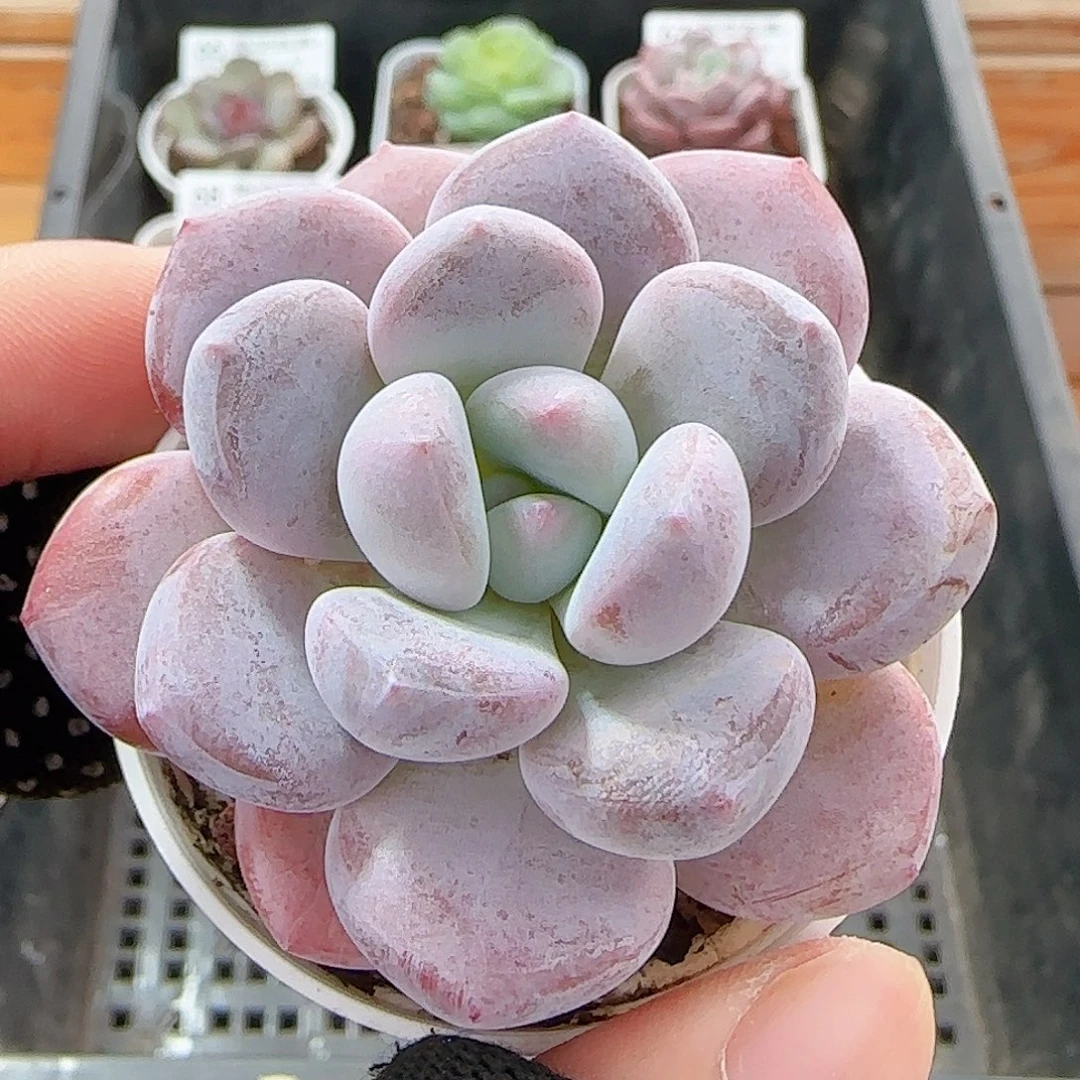 多肉1013--73福利