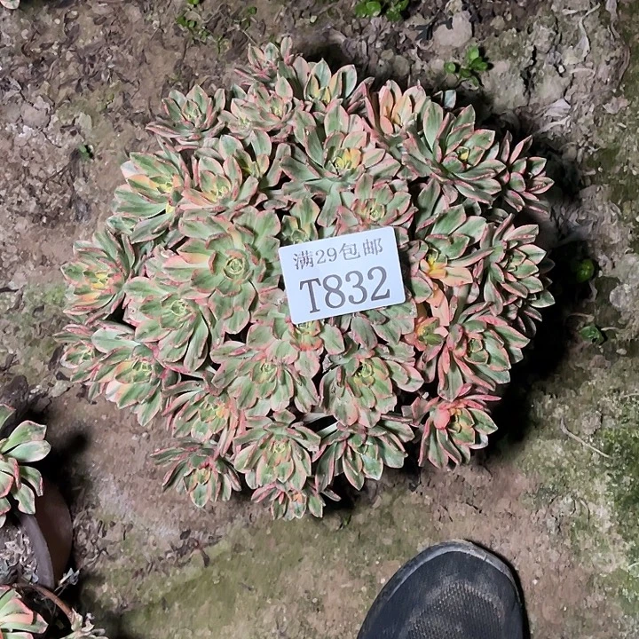 832甜茶   多肉植物