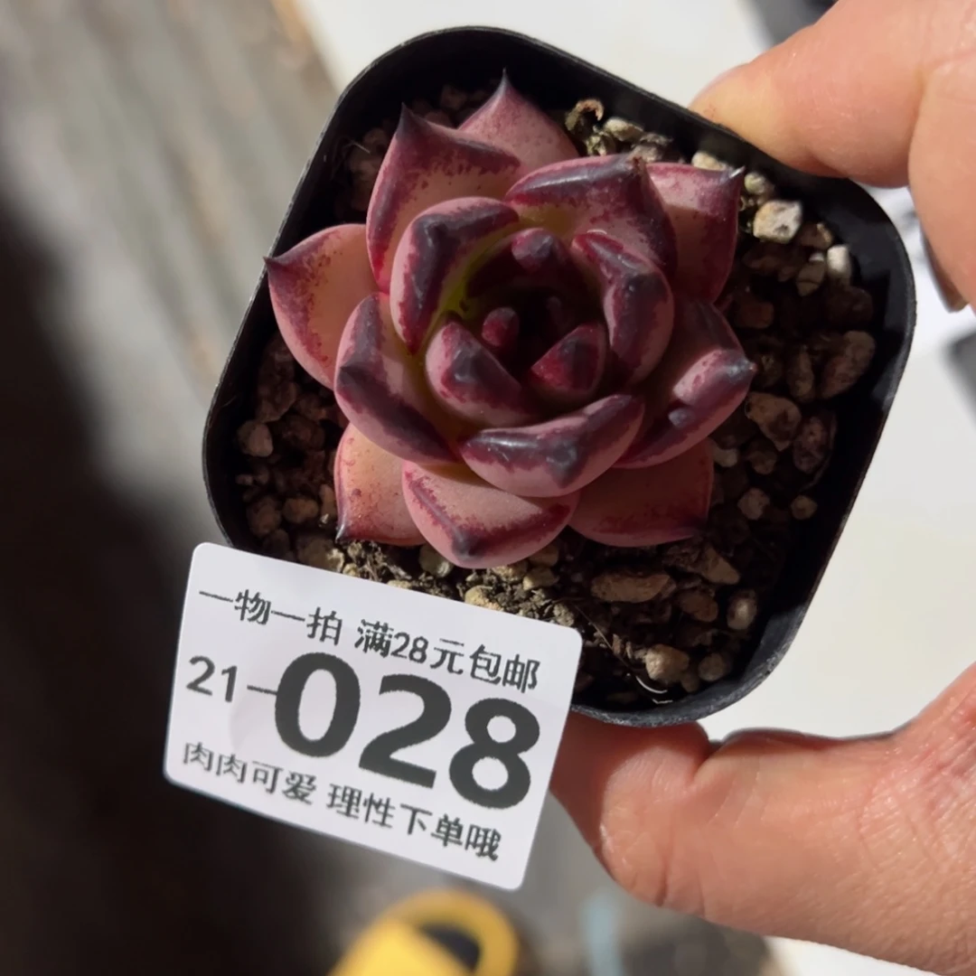 库苏多肉多肉多肉多肉