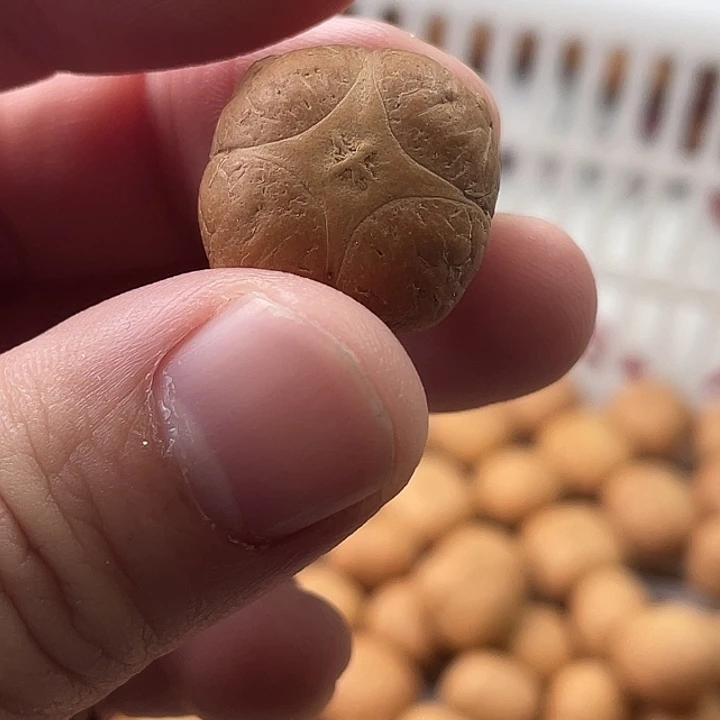 手串凤眼菩提尼泊尔小凤眼