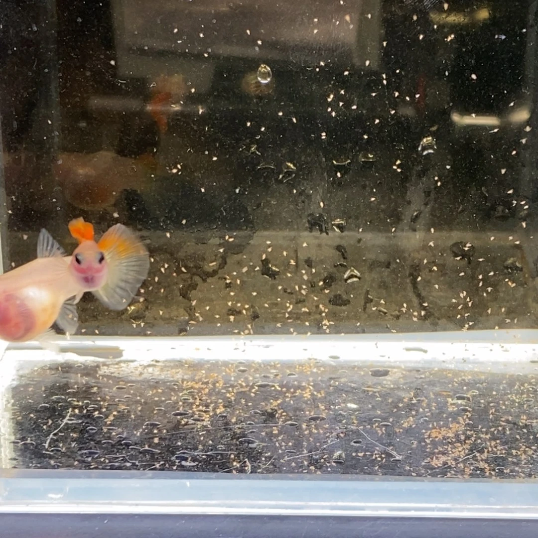 孔雀鱼琉璃球一对