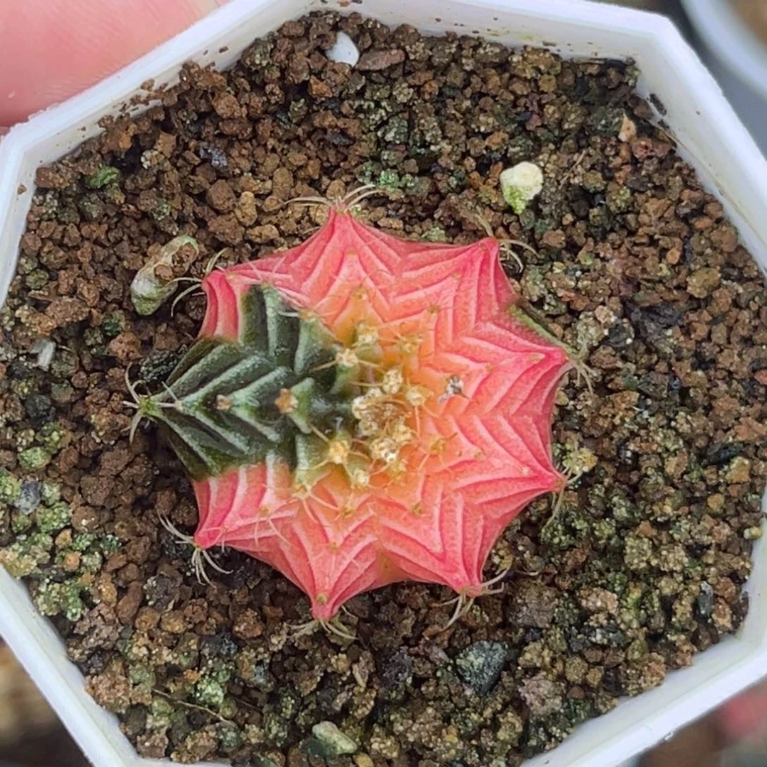 带盆土发货 福利。