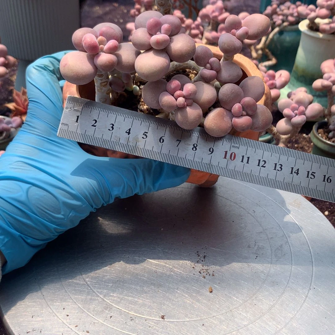 远****…70号带盆偏远地区不包邮的