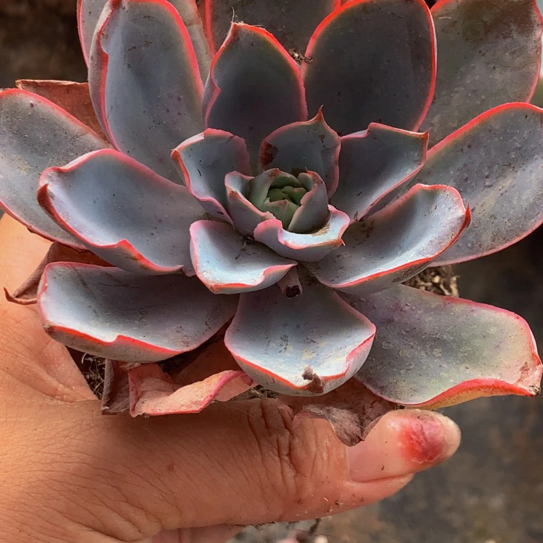 赫拉 （满9.99包邮不满9.99发叶子）