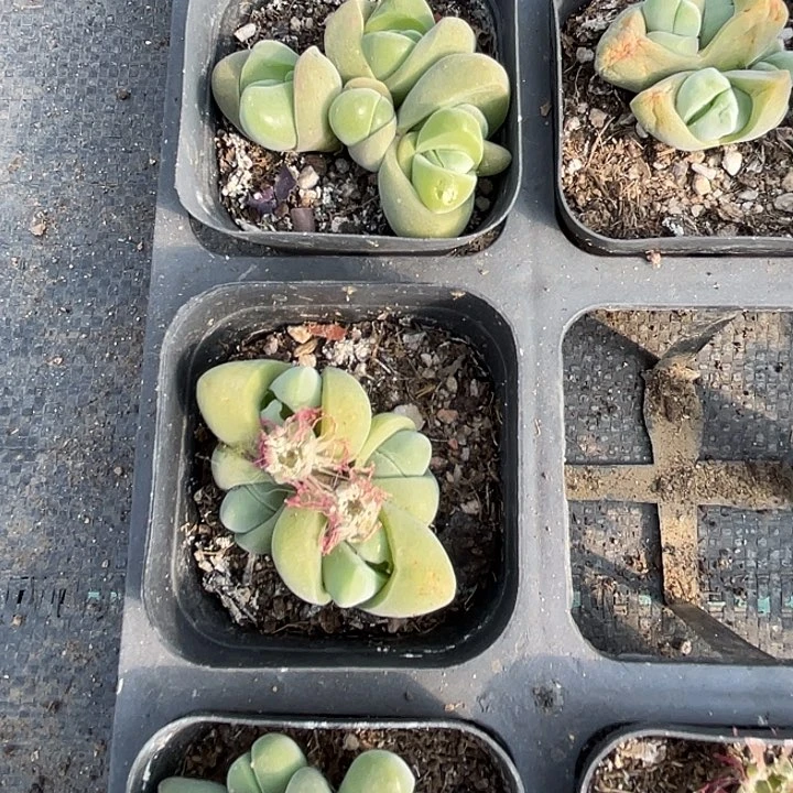 群生无比玉满25包邮