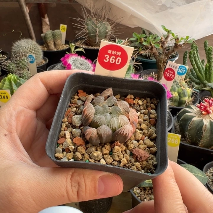 霓虹灯玉露锦一棵