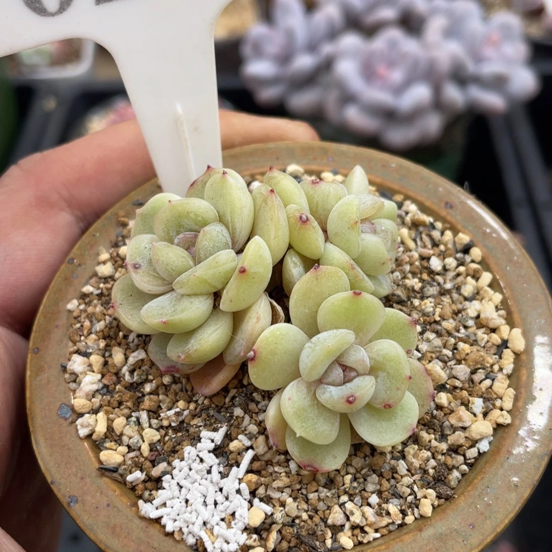 0273白恋不带盆5厘米