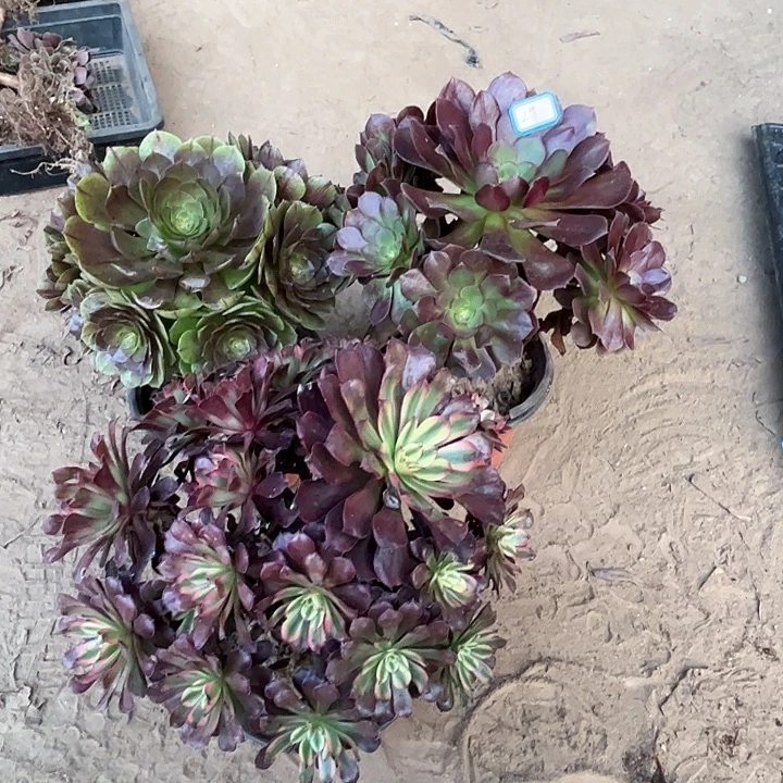 29多肉植物瑕疵特价，