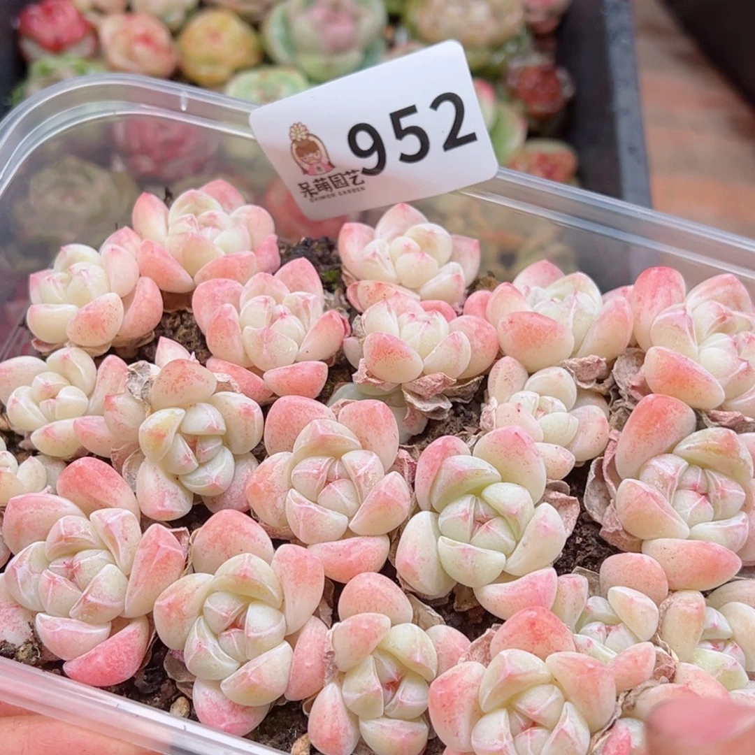 多肉植物多肉植物