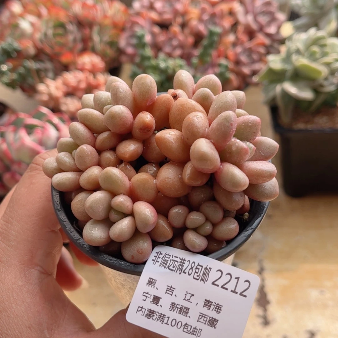 【闪购商品】2212先锋派