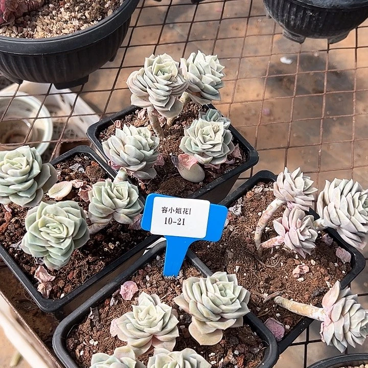 10.21可爱玫瑰一个脱土