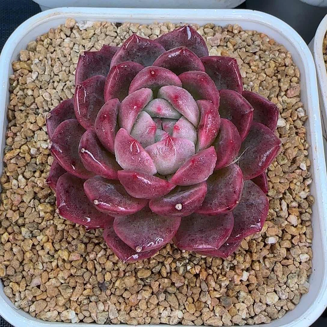 从前慢花园精选春风珍妮