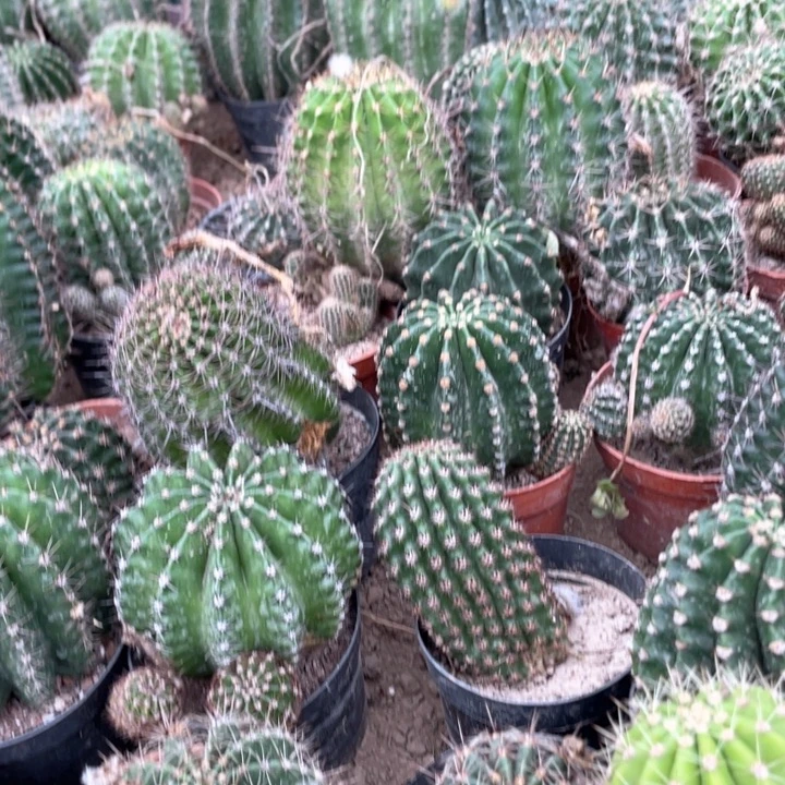 盲盒球5公分以上满18包邮四个