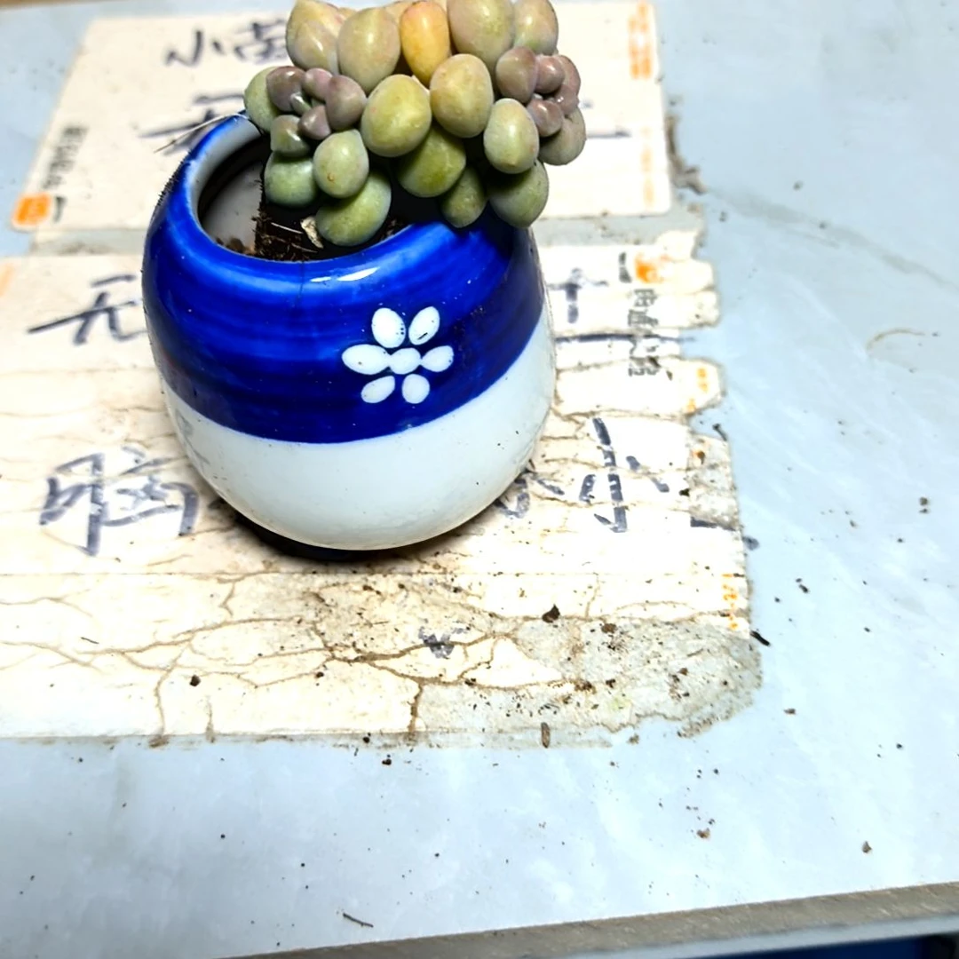 满9元包邮,姬秋丽俩颗