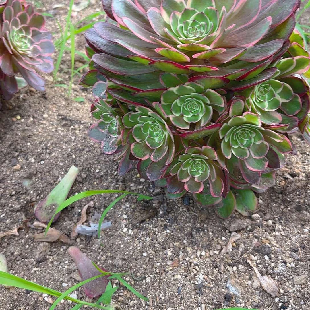 粉花妖多肉植物一号
