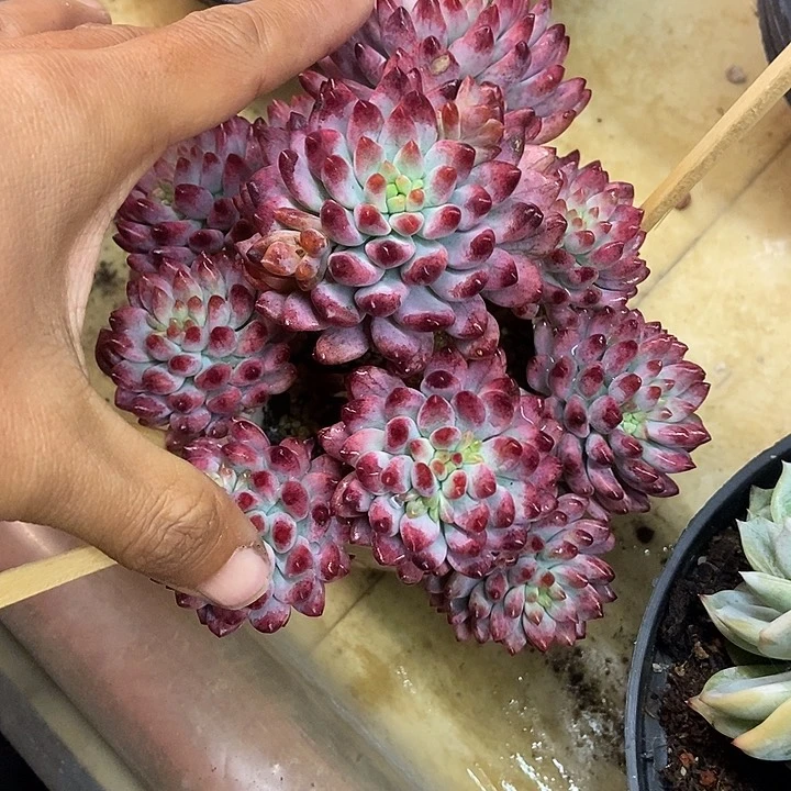 狒*多肉植物一物一拍