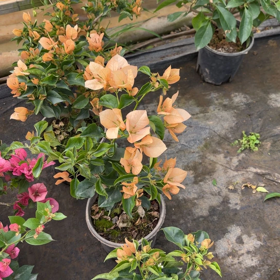 完全开放（蒙茶2）三角梅会落花落叶会光杆苗有大有小