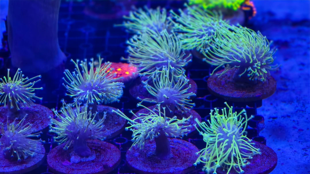 金针菇珊瑚联系客服挑选珊瑚水草