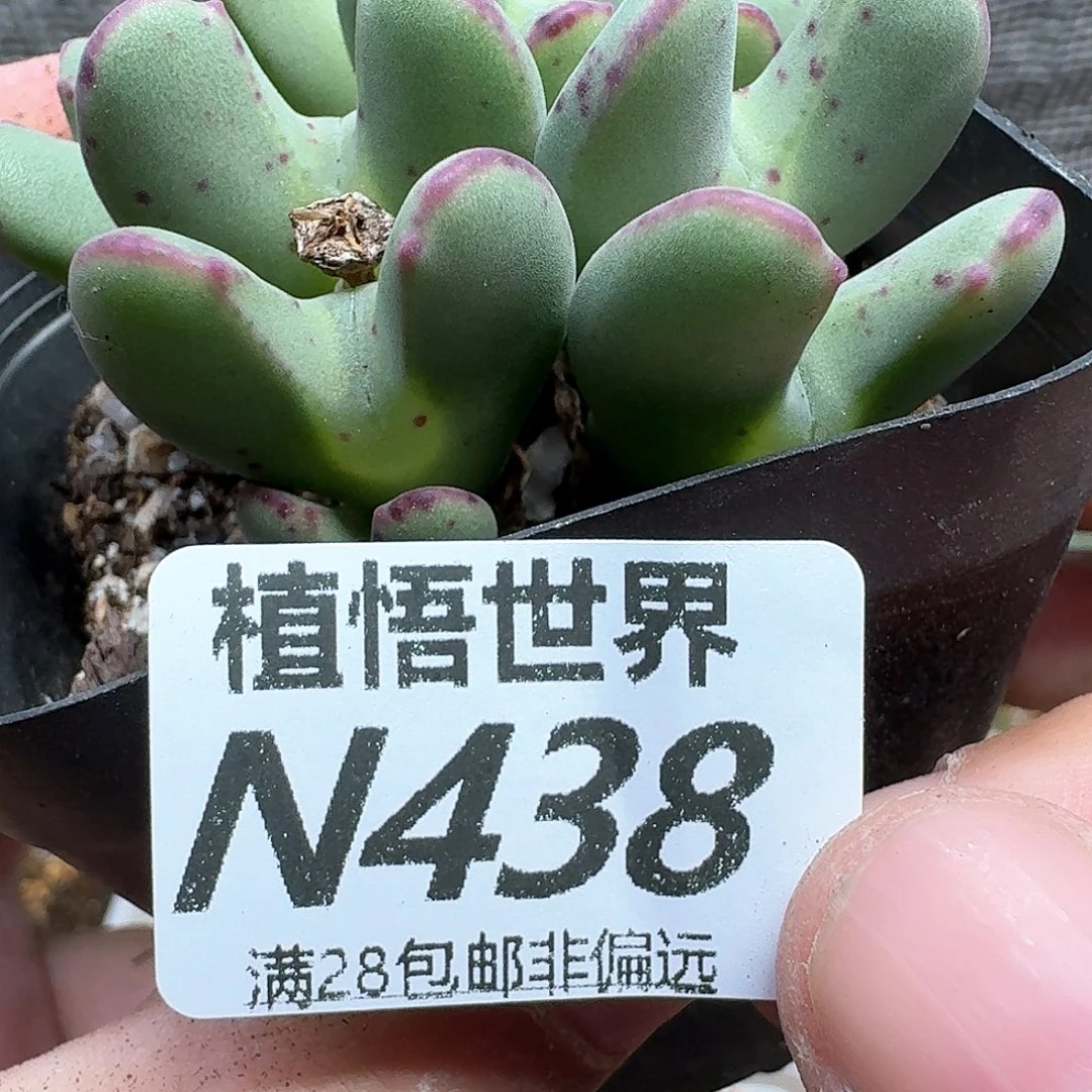 多肉植物的润泽法v