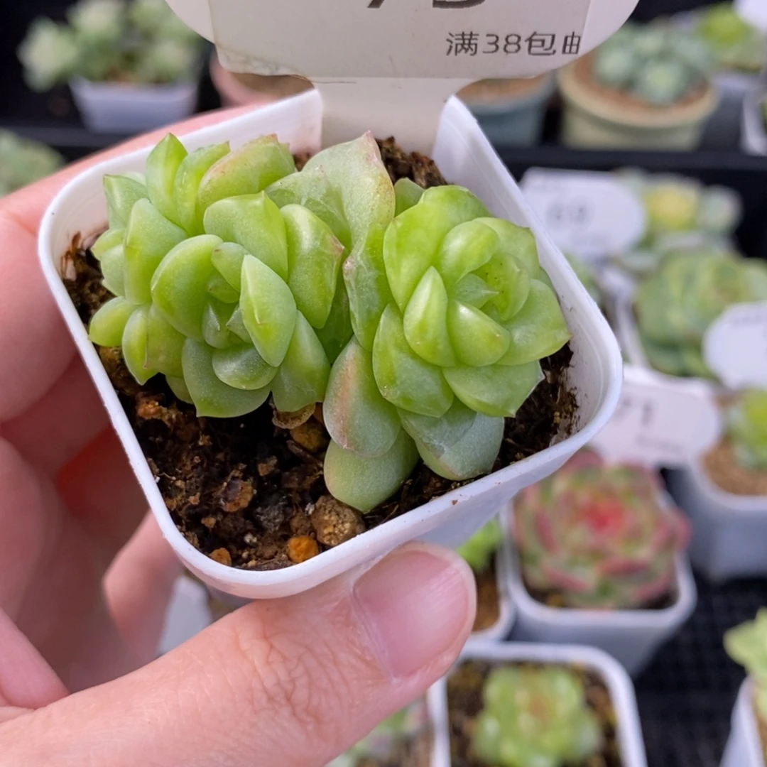 谪仙三头一颗73号