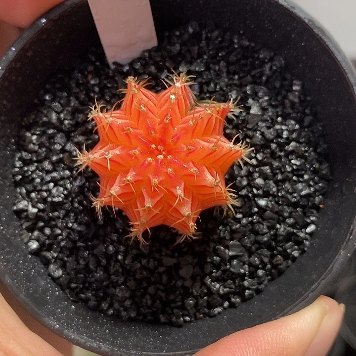 精品米哈——元旦福利33