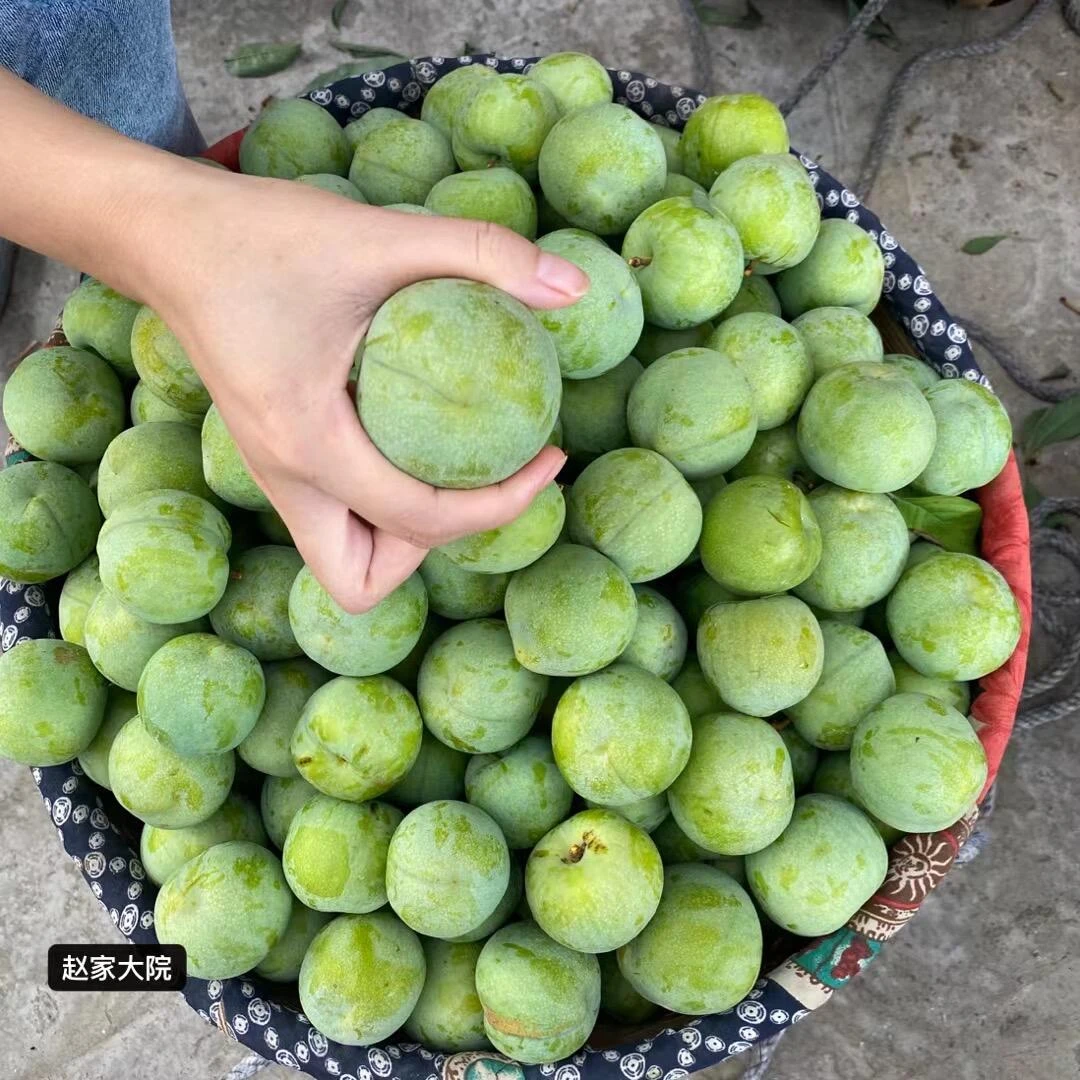 重庆青脆脱骨李  普通快递