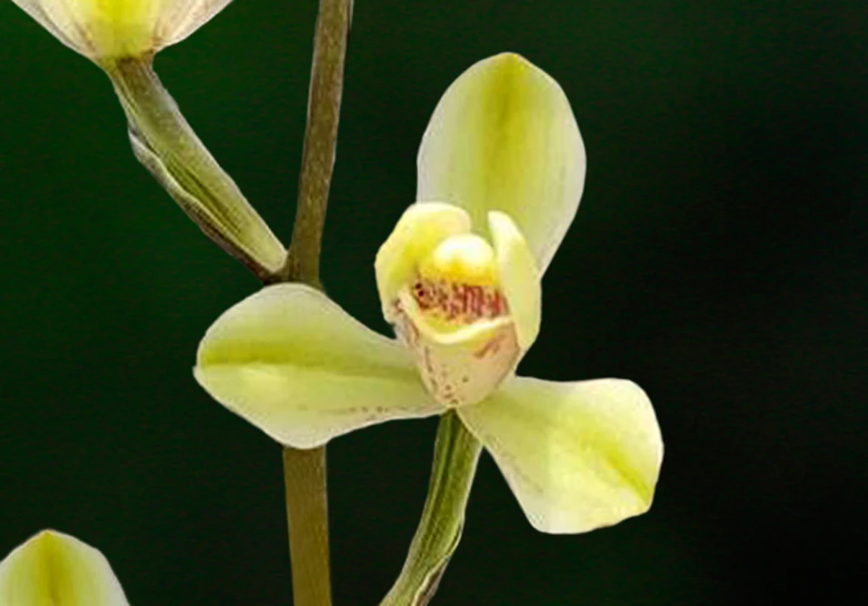 兰花建兰-黄光登。绿植，送植料+盆+肥料