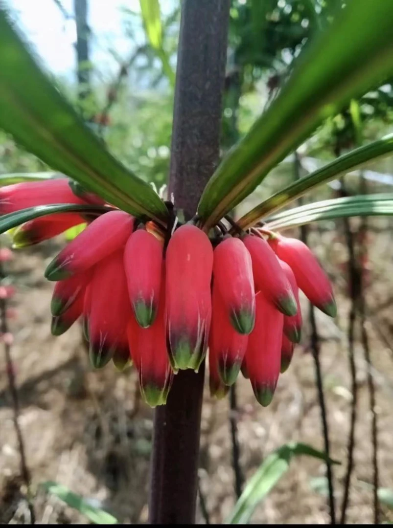 高海拔老虎姜绿植花卉