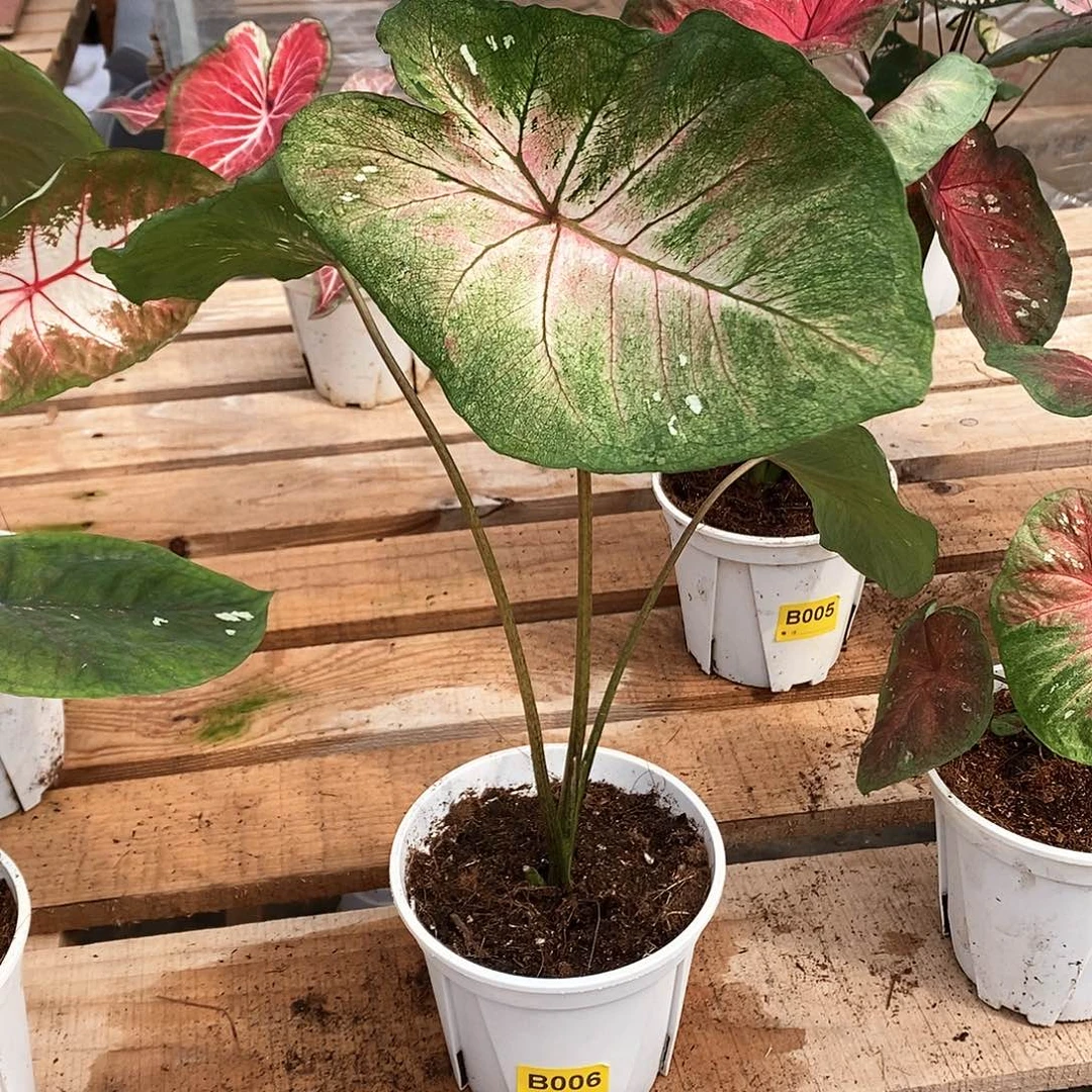 无花朵编号B006专拍